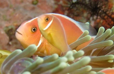 skunk fish|Pink Skunk Clownfish 101: Care, Lifespan, Breeding.